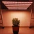 Import Aglare High PPFD Full Spectrum LED grow light 600W 900W LED plant light for seed. from China
