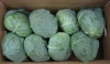 Agricultural Import Products With Fresh Cabbage From Viet Nam Used For Cooking In Mesh Bag