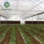 Import agricultural strawberry Heating System blackout film greenhouse from China
