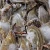 Import Alive Mud Crab - Live Mud Crab - Scylla Serrata - Alive Scylla Serrata - Live from Philippines