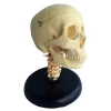 Anatomical Medical Science Skull Model With Cervical Spine