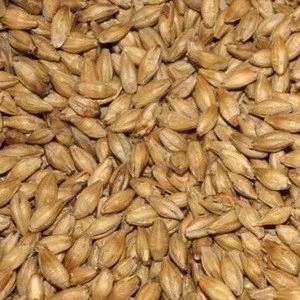 Animal feed Barley