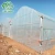Import Anti-UV 200 micron greenhouse film for planting fruits and vegetables from China