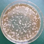 Bacillus Subtilis powder form Factory Supply Feed Additives high quality guarantee