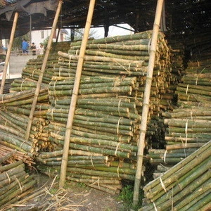 Bamboo Sticks