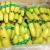 Import BANANA Cavendish Banana Green 10 Kg Premium Grade with ISO / SGS Certification Fresh 100% Maturity COMMON Cultivation from ZA from South Africa
