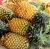 Import Best Quality Fresh Pineapples at affordable prices. from South Africa