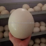 Best Quality Organic Fresh Ostrich Chicks And Ostrich Eggs For Sale