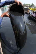 High Class Bonny Light Crude Oil For Sale