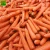 Import Carrot fresh organic carrots in carton S M L best quality  professional export karotten fresh carrot from China