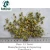 Import Chamomile flower tea from China