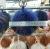 Import China Factory Natural Jewelry Accessories Real Fox Fur Pompom from China