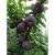 Import china fresh black plums from China