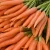 Import China Fresh Carrot from China