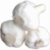 Chinese garlic seeds from fresh vegetables and fruits companies 5% off
