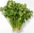 Import Chinese Organic Vegetable Dried Dehydrated Coriander from China
