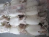 cleaned cuttlefish 50-100g