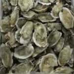 CLEANED OYSTER SHELL
