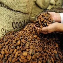 Cocoa Beans Dried Raw Wholesale Price