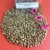 Coffee Green Beans 100% Robusta S13/S16/S18 0084974565715