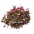 Import Customize Brand Privite Label Tea Bag Package Japanese Flower Cherry Blossom White Tea from China