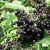 Import Cyanidin powder sambucus nigra extract anthocyanin black elderberry extract powder from China