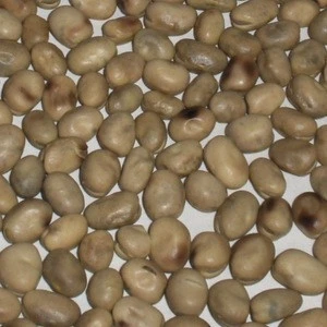 Dried Broad Beans Fava Beans With Best Price