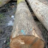 european ash white oak verkoop cherry bubinga wood logs