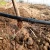 Import Factory Direct Farm Drip Irrigation LDPE Pipe Price Cheap from China