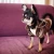 Import Fashion french bulldog clothes luxury pet dog clothes dog jacket coat pet clothing apparel from China
