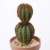 Import Faux Cactus Pot Looking Plastic in Pp Articial Cactus Medium Natural Plant Tropical Wedding Office New Year from China