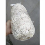 FDA Oyster mushroom spawn to grow mushroom