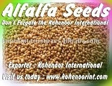 Fodder, Grass, Forage, Turf Seeds Exporter-KOHINOOR INTERNATIONAL