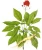 Import Free Sample Chinese Herb Medicine Hernbal Tea Xi Yang Shen American Ginseng Panax Quiquefolium from China