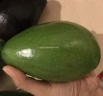 FRESH AVOCADO WHOLESALE BEST PRICE!!!