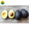 FRESH AVOCADO WITH GOOD PRICE AND HIGH QUALITY