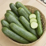 fresh cucumber sales