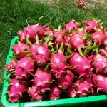 Fresh Dragon Fruit For Sale | Red Dragon Fruit Quality