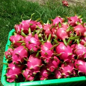Fresh Dragon Fruit For Sale | Red Dragon Fruit Quality