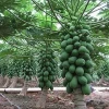 Fresh green papaya
