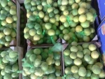 FRESH LIME