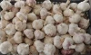 Fresh natural white garlic/ 2020 Harvest/ Top quality garlic/
