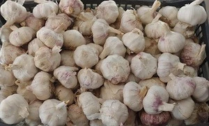 Fresh natural white garlic/ 2020 Harvest/ Top quality garlic/