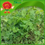 Fresh Pea Shoots for sale