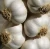 Import Fresh Pure White Garlic from India