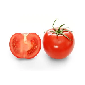 Fresh Red Tomato / Fresh Tomato from India / Fresh Green Tomatoes