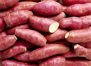 Fresh Sweet Potato From Viet Nam With Best Price High Quality