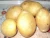 Import Fresh White Potato from Pakistan from Pakistan