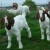 Import Full Blood Live Boer Goats / 100% Pureblood Mature boar goat from South Africa