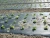 Import Gardening + Agricultural Seed Nursery Black Mulching Plastic Protective Film With Holes from Vietnam